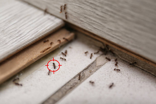 Best Pest Prevention Services  in Greilickville, MI