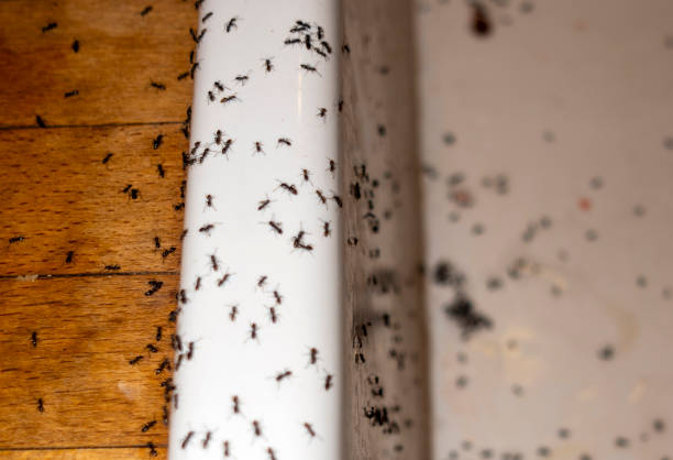 Best Best Pest Control Companies  in Greilickville, MI