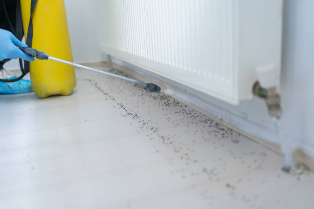 Best Emergency Pest Control  in Greilickville, MI